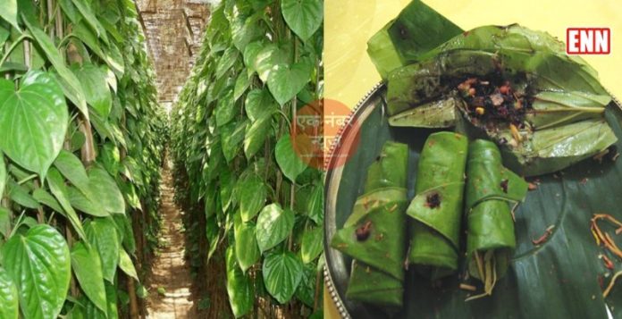 paan betel farming