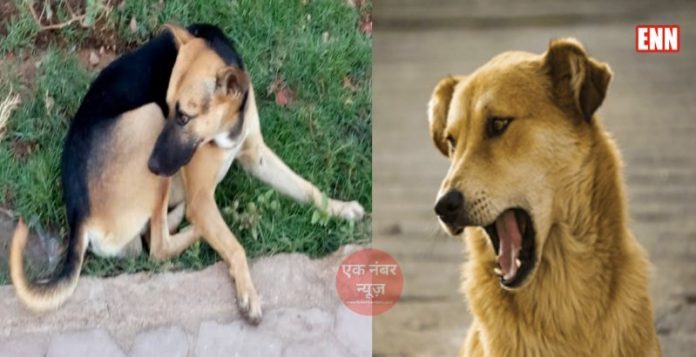 Dog bites