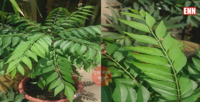 Grow Curry Leaves