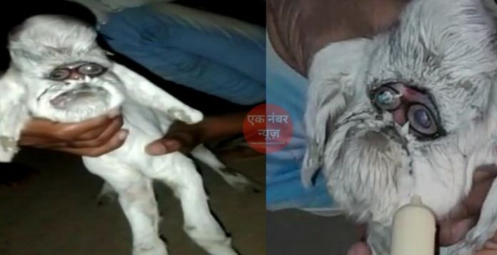 Human face Goat Born Human face Goat Born