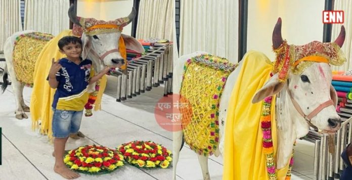 Lucky Cow Radha Lucky Cow Radha