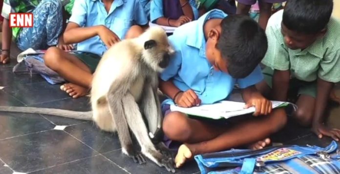 Monkey in School