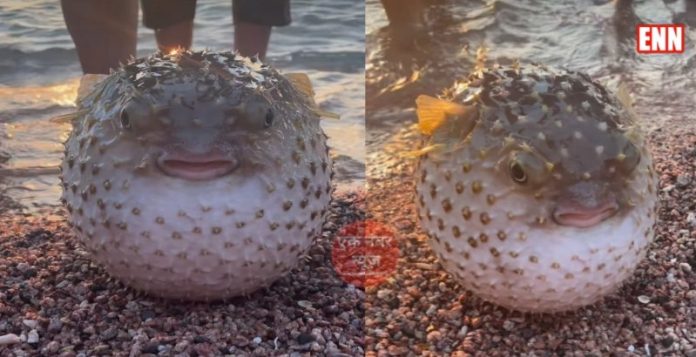 fish puffed football
