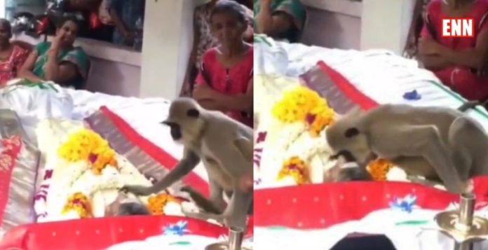 Monkey on Funeral