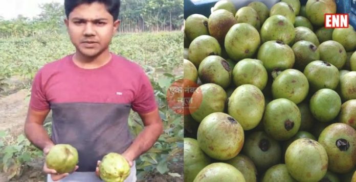 Thai guava farming