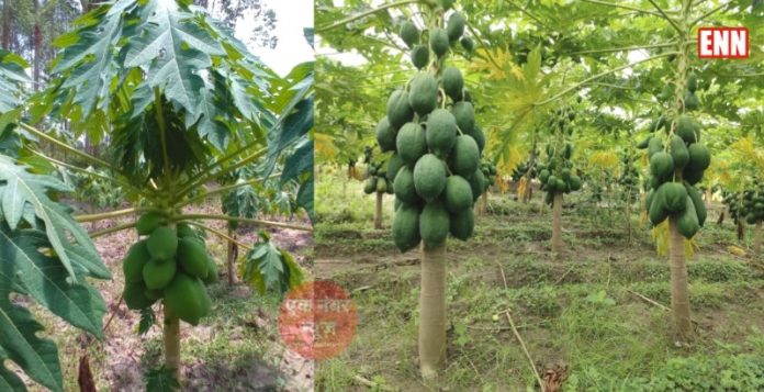 Papaya farming business