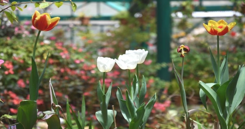 Botanical Garden India