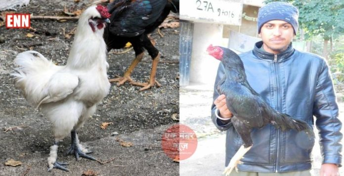 Aseel Chicken Aseel Chicken eggs
