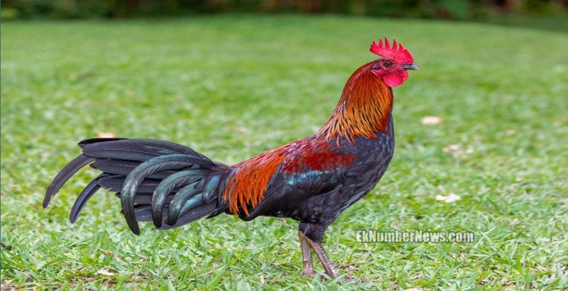 Aseel PULLET and COCKEREL